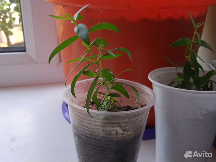 Миртовое дерево