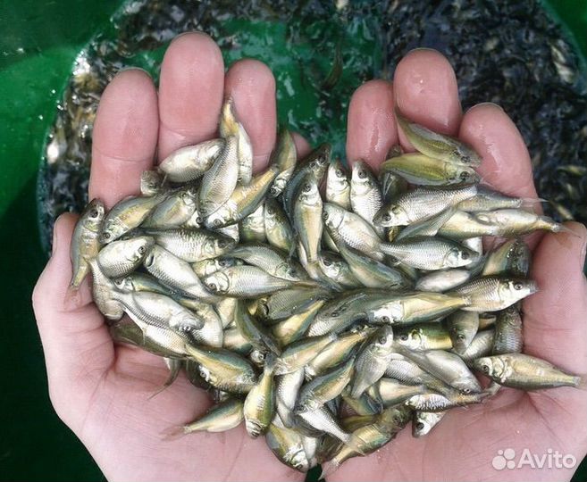 Живец карась