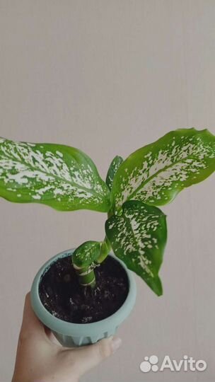 Диффенбахия