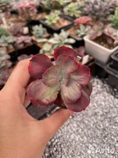 Суккуленты