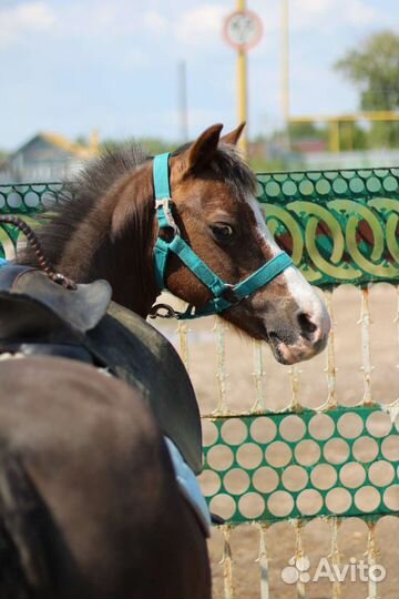 Конные прогулки на лошадях и пони