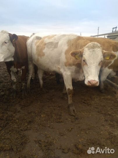 Племенные нетели