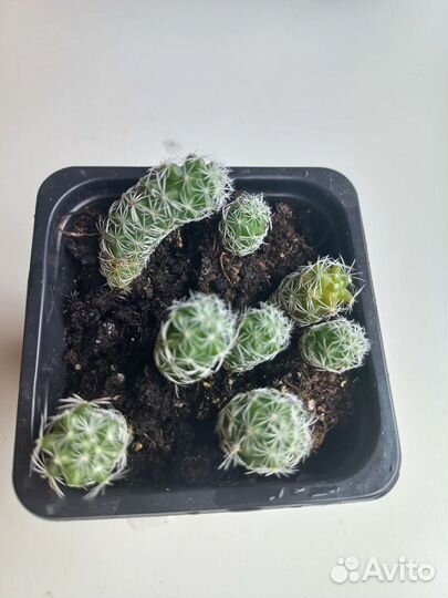 Кактус маммилярия