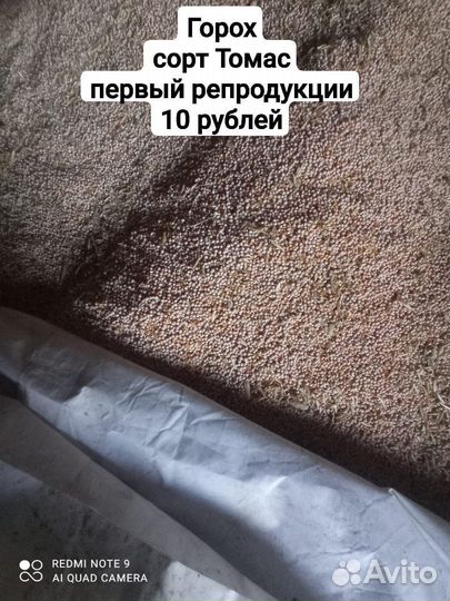 Семена гороха