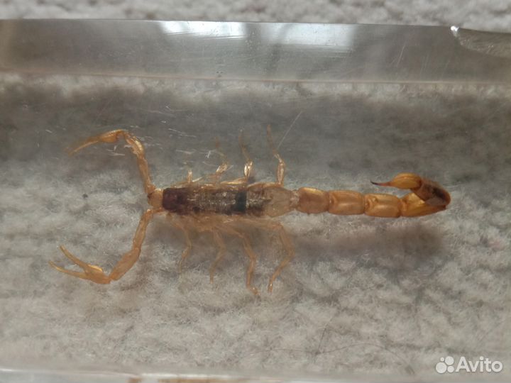 Наст. скорпион в эпоксидной смоле