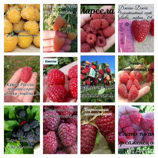 Саженцы малины,есть летние и ремонтантные сорта