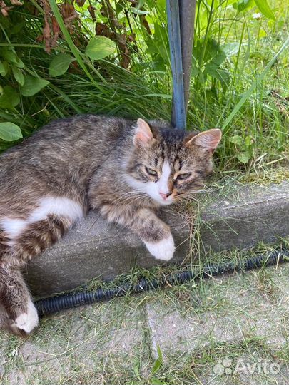 Кот мечты в добрые руки