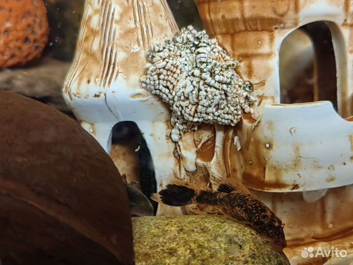 Тигровый анциструс