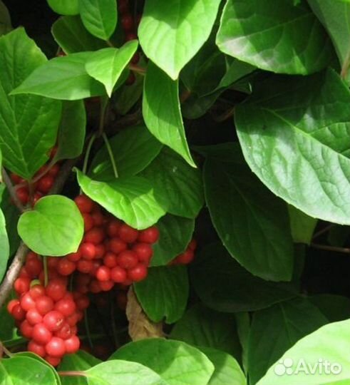 Лимонник садовый саженец