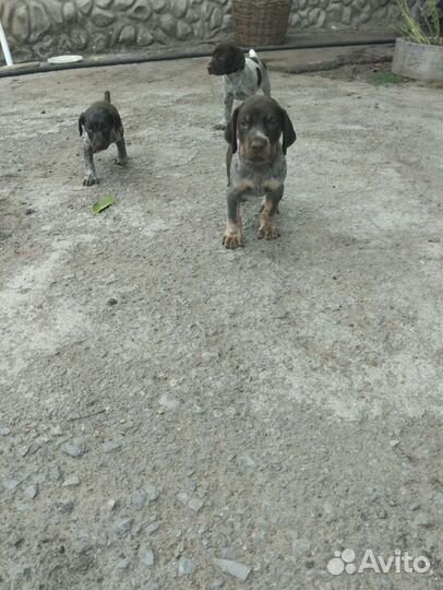 Щенки курцхаара