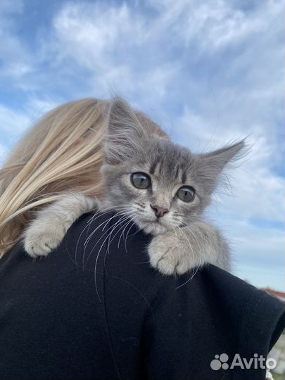 Котенок в добрые руки