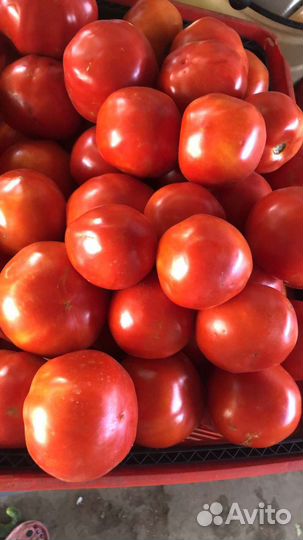 Помидор опт и розница