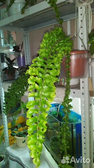 Папоротник нефролепис