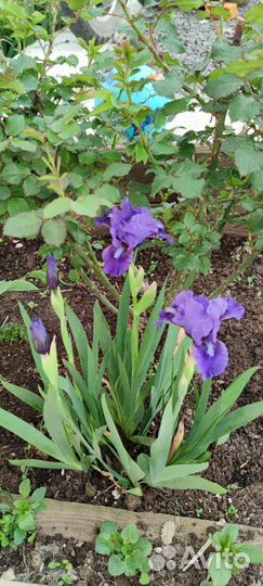 Карликовый ирис