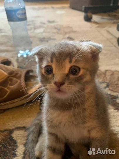 Котенок Шотландский вислоухий