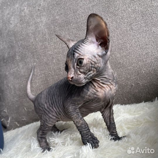 Сфинкс котята