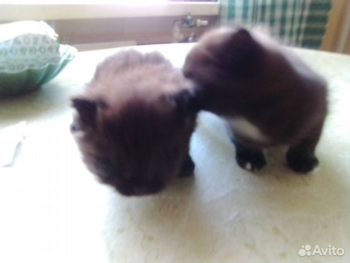 Котейковые хвостики