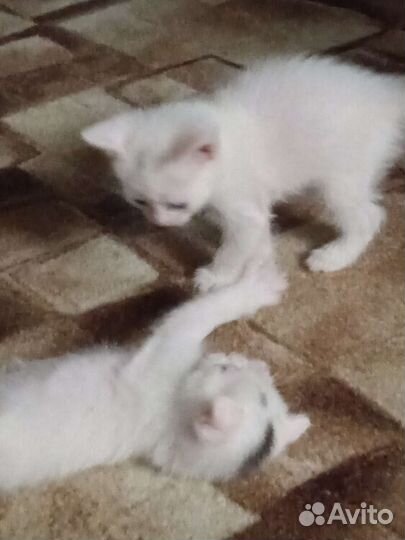 Вислоухие котята