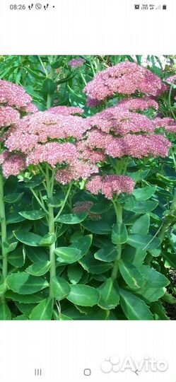 Растения для сада