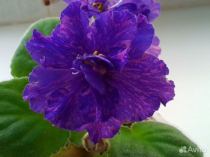 Фиалки сортовые цветущие