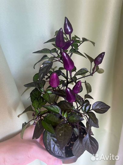 Перец комнатный острый