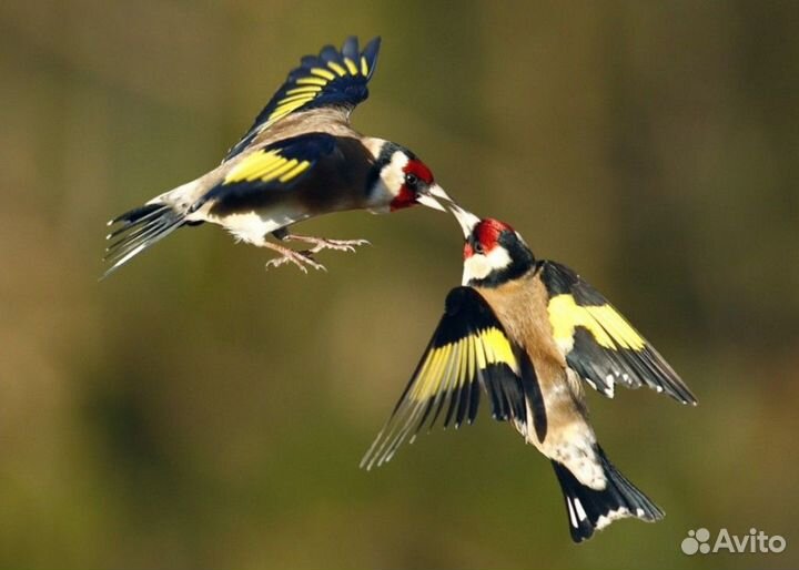 Молодые щеглы.зеленушки