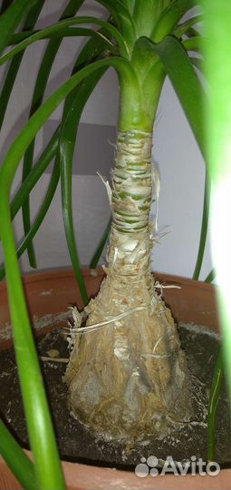 Бокарнея/нолина и другие растения