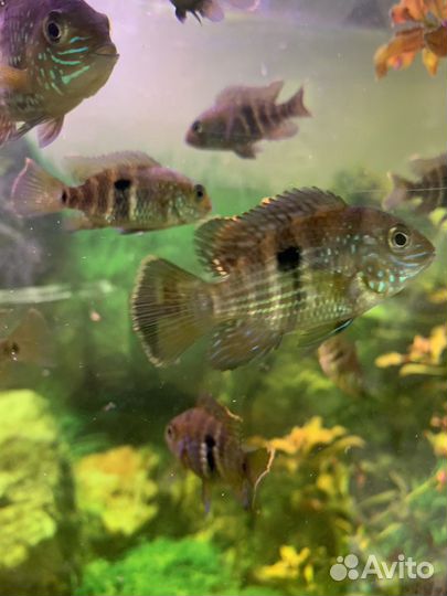 Продам малька акары бирюзовой