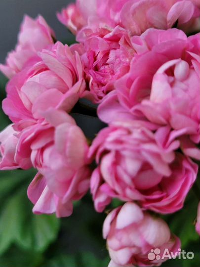 Пеларгония герань