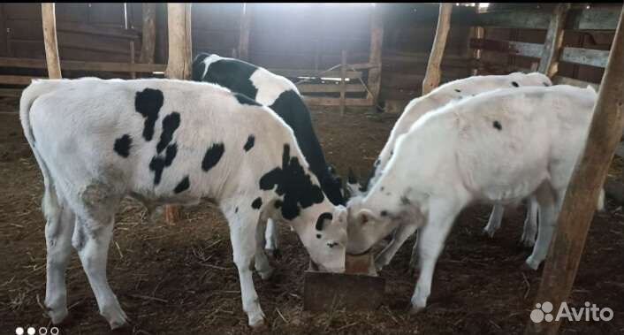 Телята бычки