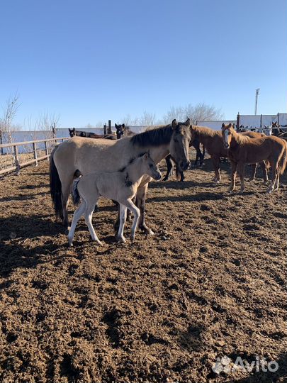 Продажа лошадей