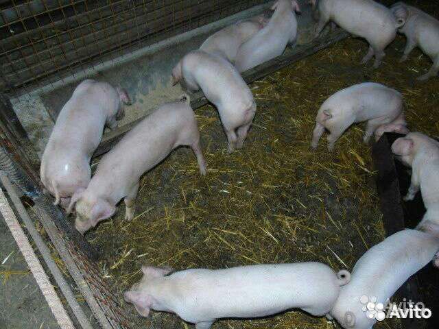 Поросята