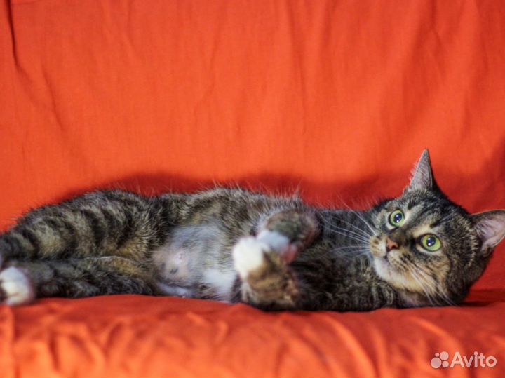 Кошка в квартиру