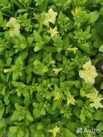 Любая рассада