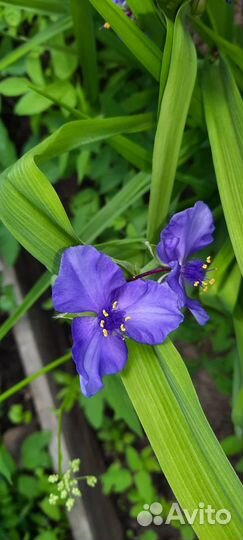 Многолетник- Традесканция садовая цвета разные