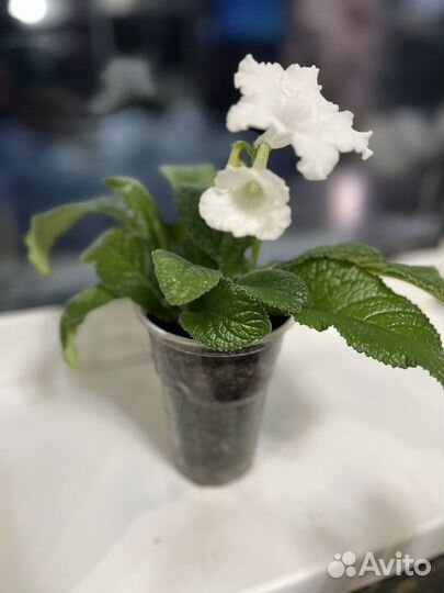 Стрептокарпусы