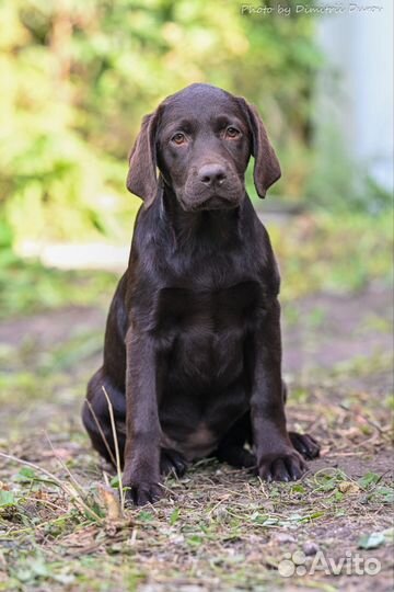 Щенки лабрадора