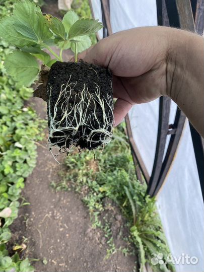 Саженцы клубники