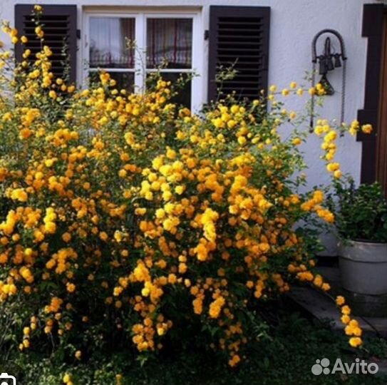 Цветок керрия японская / саженец 1 (выкоп при вас