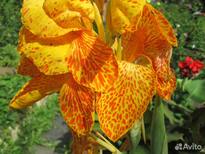 Клубни канны