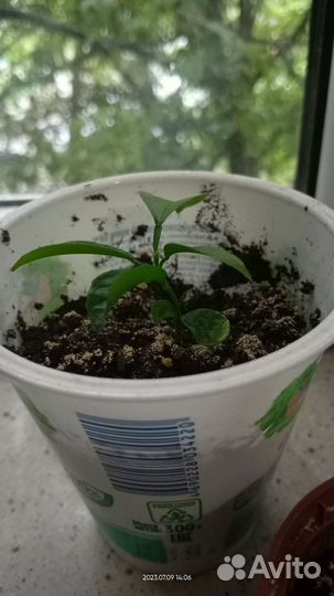 Рассада Мандаринов