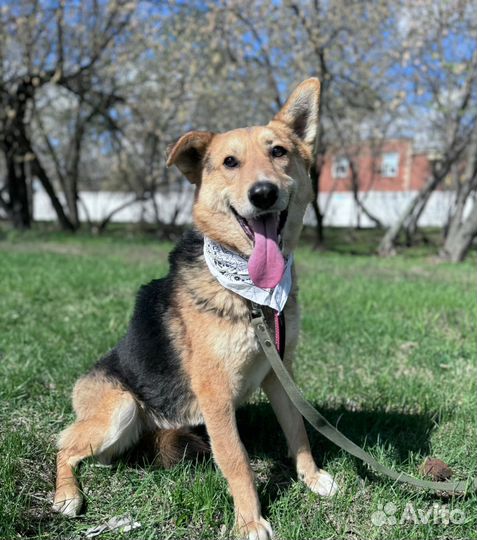 Собака Орфей