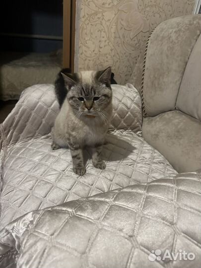 Шотландский кот на вязку