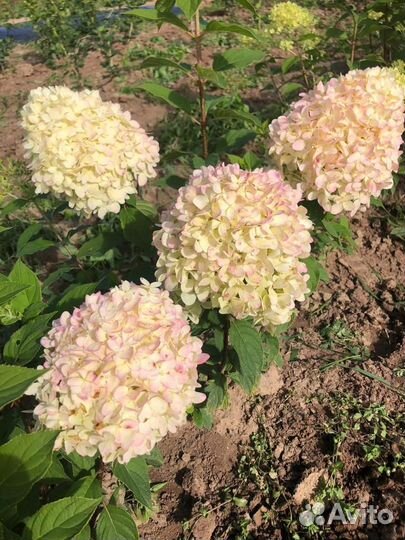 Гортензии из питомника опт и розница