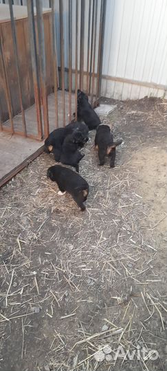 Отдам в добрые руки щенков от немецкой овчарки