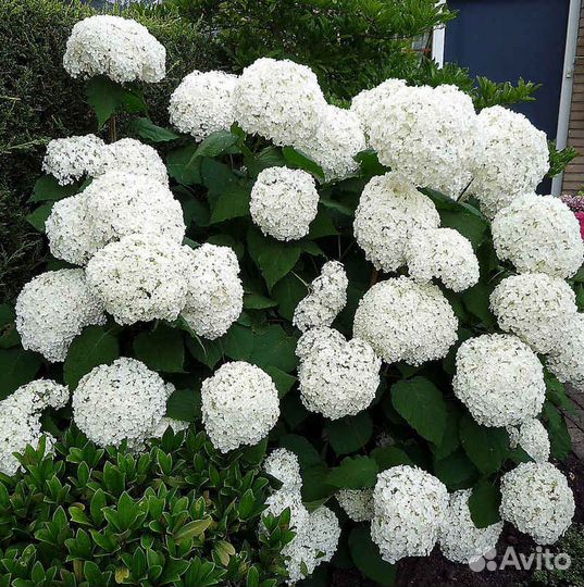 Продам садовые многолетние цветы