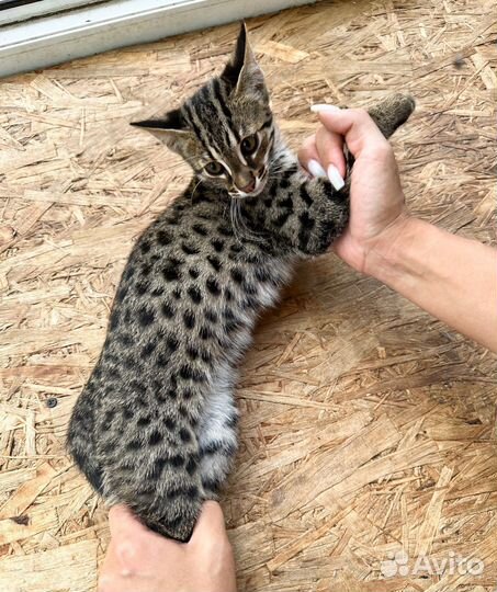 Уникальные котята алк Ф1