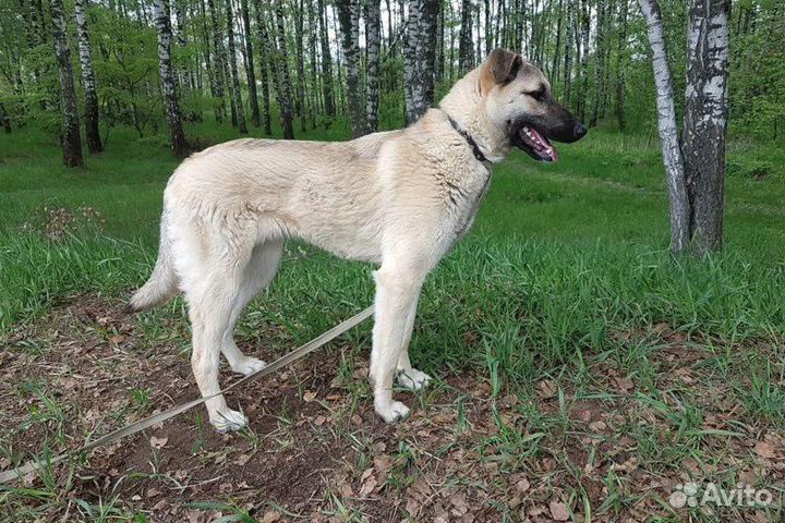 Ласковый подросток-дворянин ищет семью