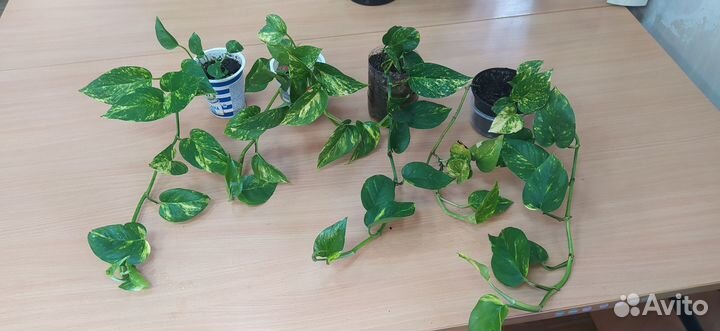 Лиана (сциндапсус)