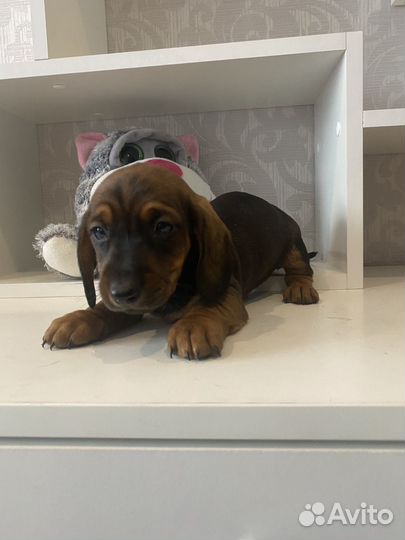 Такса таксы